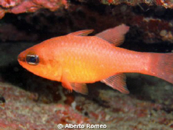 Mediterranean Cardinal fish (Apogon imberbis) . It live i... by Alberto Romeo 